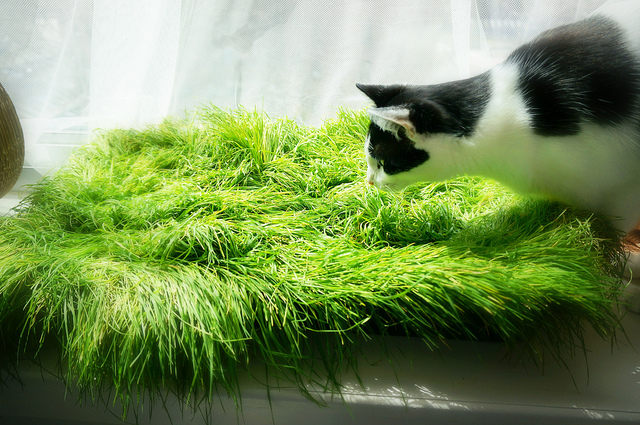 cama de hierba para gato