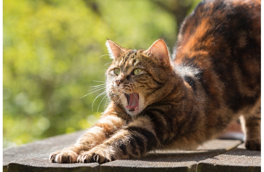 10 cosas que puedes aprender de los gatos para ser más feliz