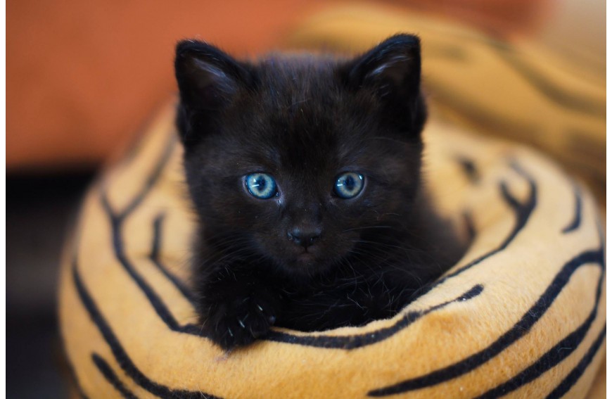 Gatos Negros: Amados y Odiados