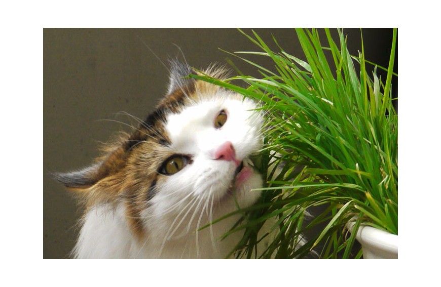 Cómo sembrar hierba para gatos