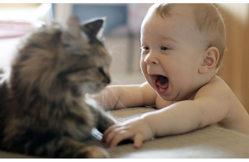 Gatos y Bebés