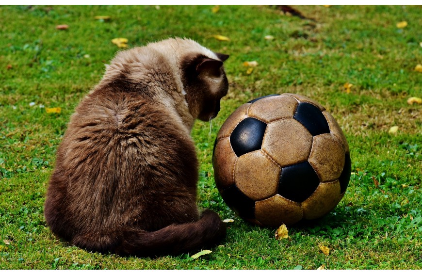 Fútbol y Gatos