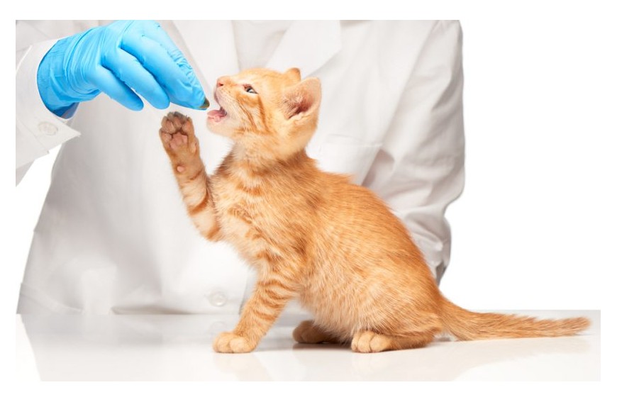 Salud: Desparasitantes y parásitos en tu gato