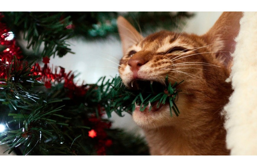 Navidad y Gatos | 6 Consejos