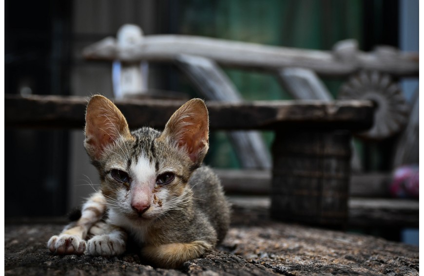 Tú y Van Cat Salvan Vidas | Pet Angels Colombia
